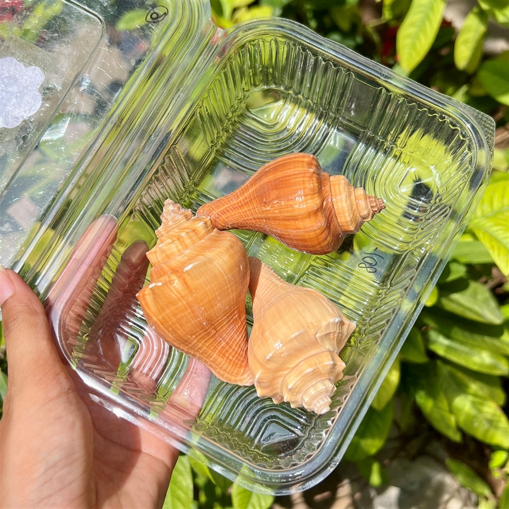 Amber Conch Shells β Premium XL Trio