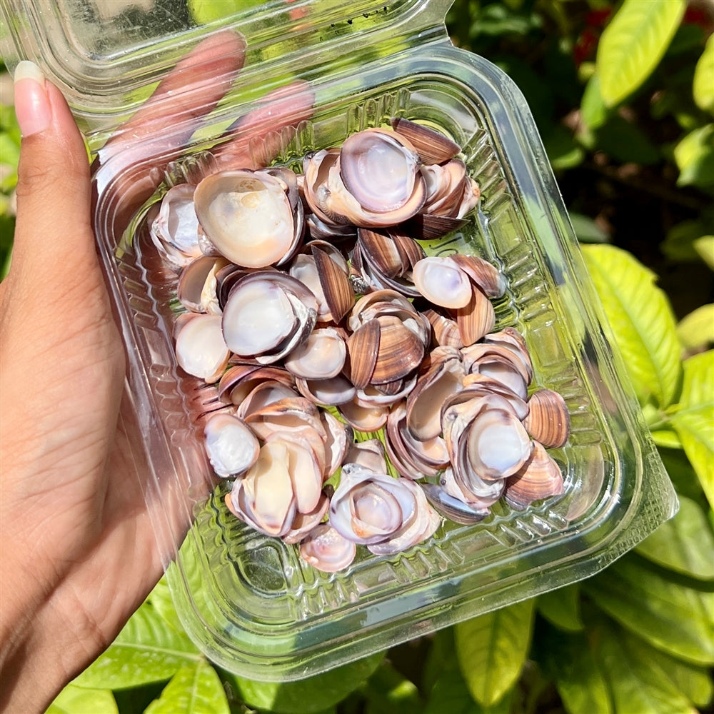 Dusky Mauve Shells β Glossy Finish Pack
