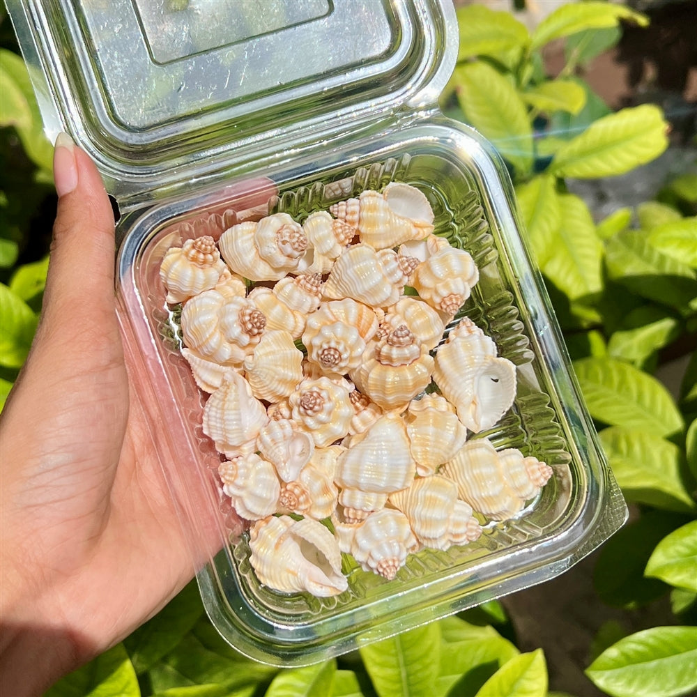 Mini Spiral Shells β Peach Coral Edition