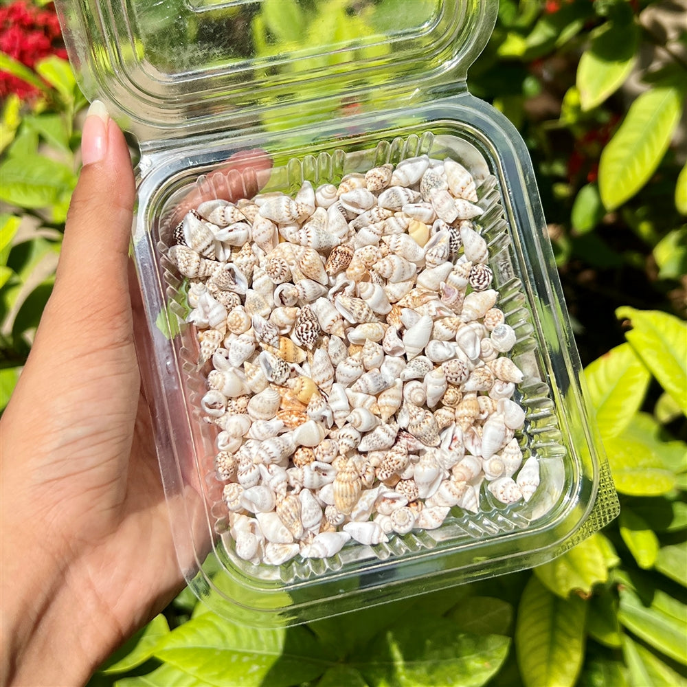 Miniature Spotted Shells β Tiny Mix Pack