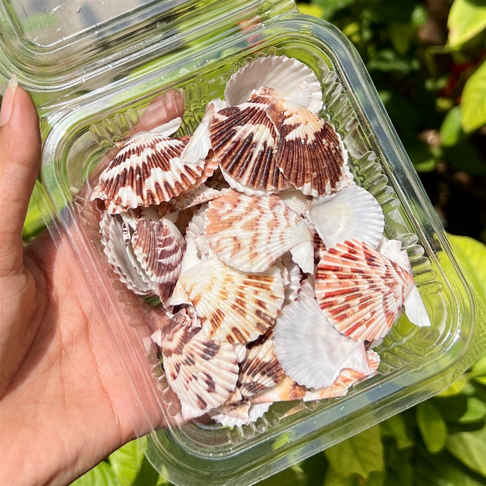 Sunburst Scallop Shells β Fan Pattern Set