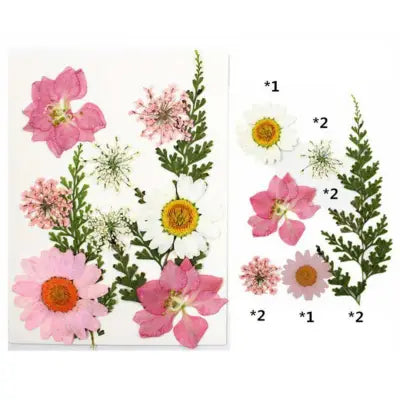 Blush & Bloom Mix Pressed Flowers