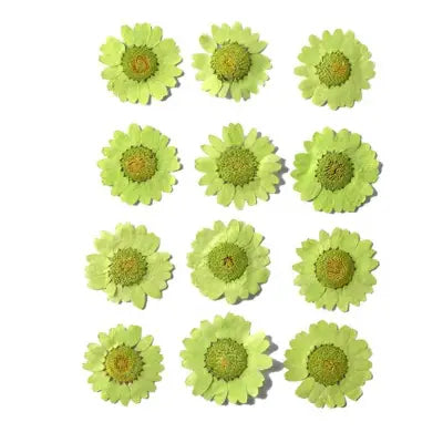 Light Green Daisy Pressed Flowers