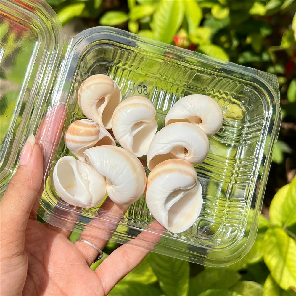 Vanilla Spiral Shells β Polished Curve Set