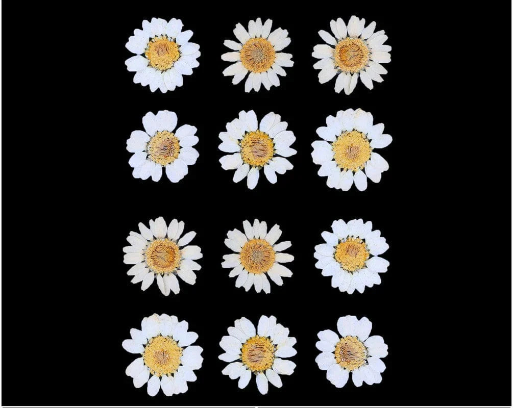 White Daisy Pressed Flowers