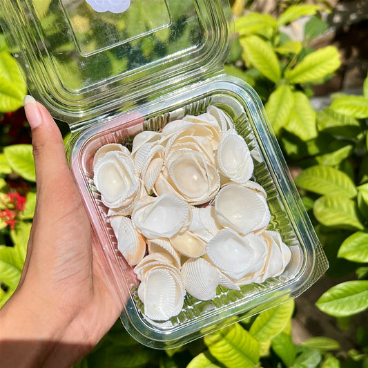 Classic White Shells – Ocean Resin Pack